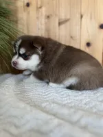 Brownie, a male Pomsky for sale in Staples, MN – Photo 4 of 5