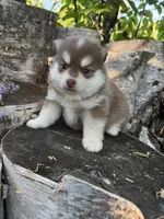 Paprika, a male Pomsky for sale in Staples, MN – 5 of 7