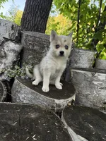 Sparks, a female Alaskan Klee Kai and Pomsky for sale in Staples, MN – 4 of 6