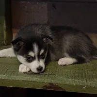 Twilight, a female Alaskan Klee Kai and Pomsky for sale in Staples, MN – Photo 3 of 8