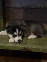Twilight, a female Alaskan Klee Kai and Pomsky for sale in Staples, MN – Photo 3 of 8