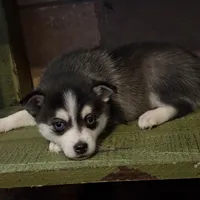 Twilight, a female Alaskan Klee Kai and Pomsky for sale in Staples, MN – Photo 5 of 8