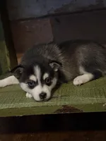 Twilight, a female Alaskan Klee Kai and Pomsky for sale in Staples, MN – Photo 5 of 8