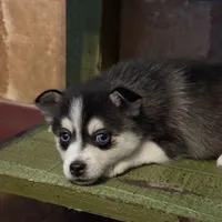 Twilight, a female Alaskan Klee Kai and Pomsky for sale in Staples, MN – Photo 6 of 8
