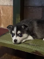 Twilight, a female Alaskan Klee Kai and Pomsky for sale in Staples, MN – Photo 6 of 8