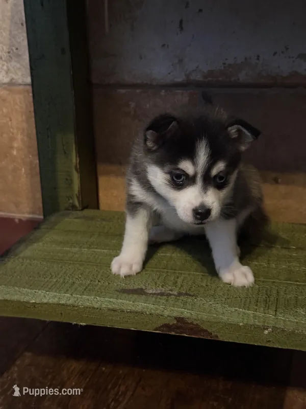 Twilight, a female Alaskan Klee Kai and Pomsky for sale in Staples, MN – Photo 1 of 8