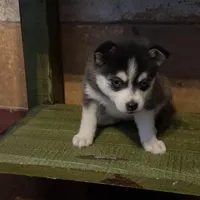 Twilight, a female Alaskan Klee Kai and Pomsky for sale in Staples, MN – Photo 1 of 8