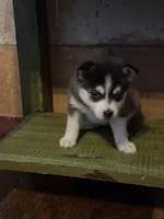 Twilight, a female Alaskan Klee Kai and Pomsky for sale in Staples, MN – Photo 1 of 8