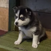 Twilight, a female Alaskan Klee Kai and Pomsky for sale in Staples, MN – Photo 4 of 8