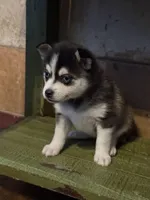 Twilight, a female Alaskan Klee Kai and Pomsky for sale in Staples, MN – Photo 4 of 8