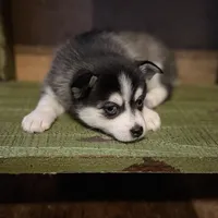 Twilight, a female Alaskan Klee Kai and Pomsky for sale in Staples, MN – Photo 7 of 8