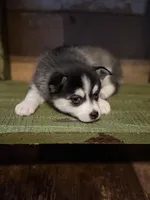 Twilight, a female Alaskan Klee Kai and Pomsky for sale in Staples, MN – Photo 7 of 8
