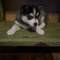 Twilight, a female Alaskan Klee Kai and Pomsky for sale in Staples, MN – Photo 8 of 8