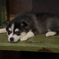 Twilight, a female Alaskan Klee Kai and Pomsky for sale in Staples, MN – Photo 2 of 8