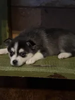 Twilight, a female Alaskan Klee Kai and Pomsky for sale in Staples, MN – Photo 2 of 8