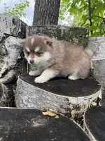 Paprika, a male Pomsky for sale in Staples, MN – 5 of 5