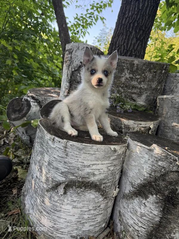 Glitter – Alaskan Klee Kai, Pomsky puppy for sale in Staples, MN