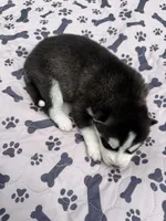 Kodiak, a male Siberian Husky for sale in Staples, MN – 3 of 5