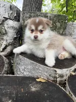 Chili, a male Pomsky for sale in Staples, MN – 5 of 6