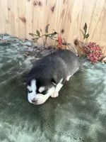 processed/c7d54862-b778-429e-9364-b1d4ef2a02d7/listing/f1f797e4-743b-46ca-8aa8-df66303dac96/a0d8f90f-281f-426b-a179-9a8f42f0fa95