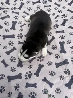 Denali, a female Siberian Husky for sale in Staples, MN – 3 of 5