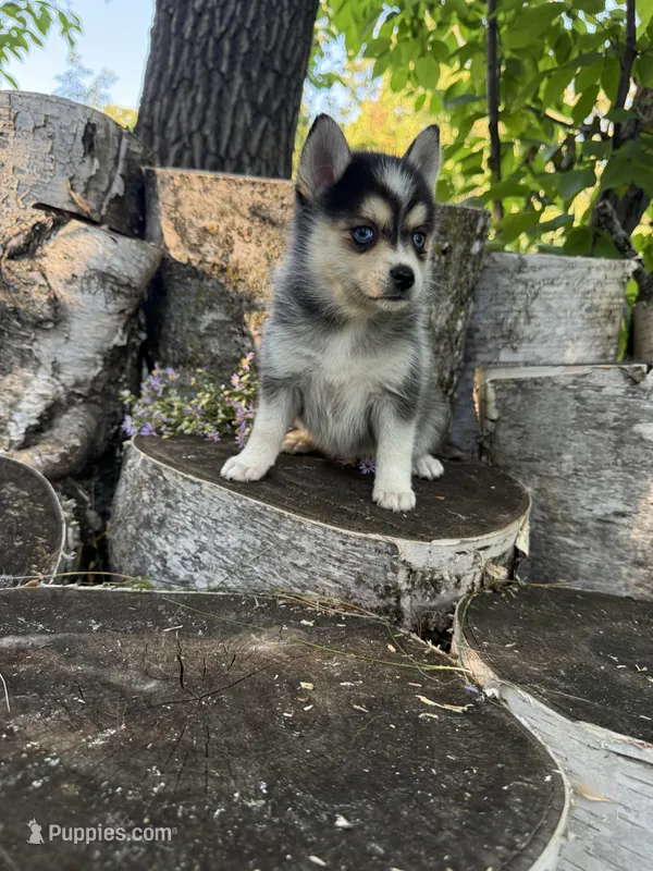 Razzle – Alaskan Klee Kai, Pomsky puppy for sale in Staples, MN