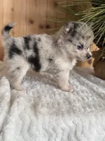 Eclipse, a female Alaskan Klee Kai and Pomsky for sale in Staples, MN – Photo 5 of 6