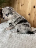 Eclipse, a female Alaskan Klee Kai and Pomsky for sale in Staples, MN – Photo 3 of 6