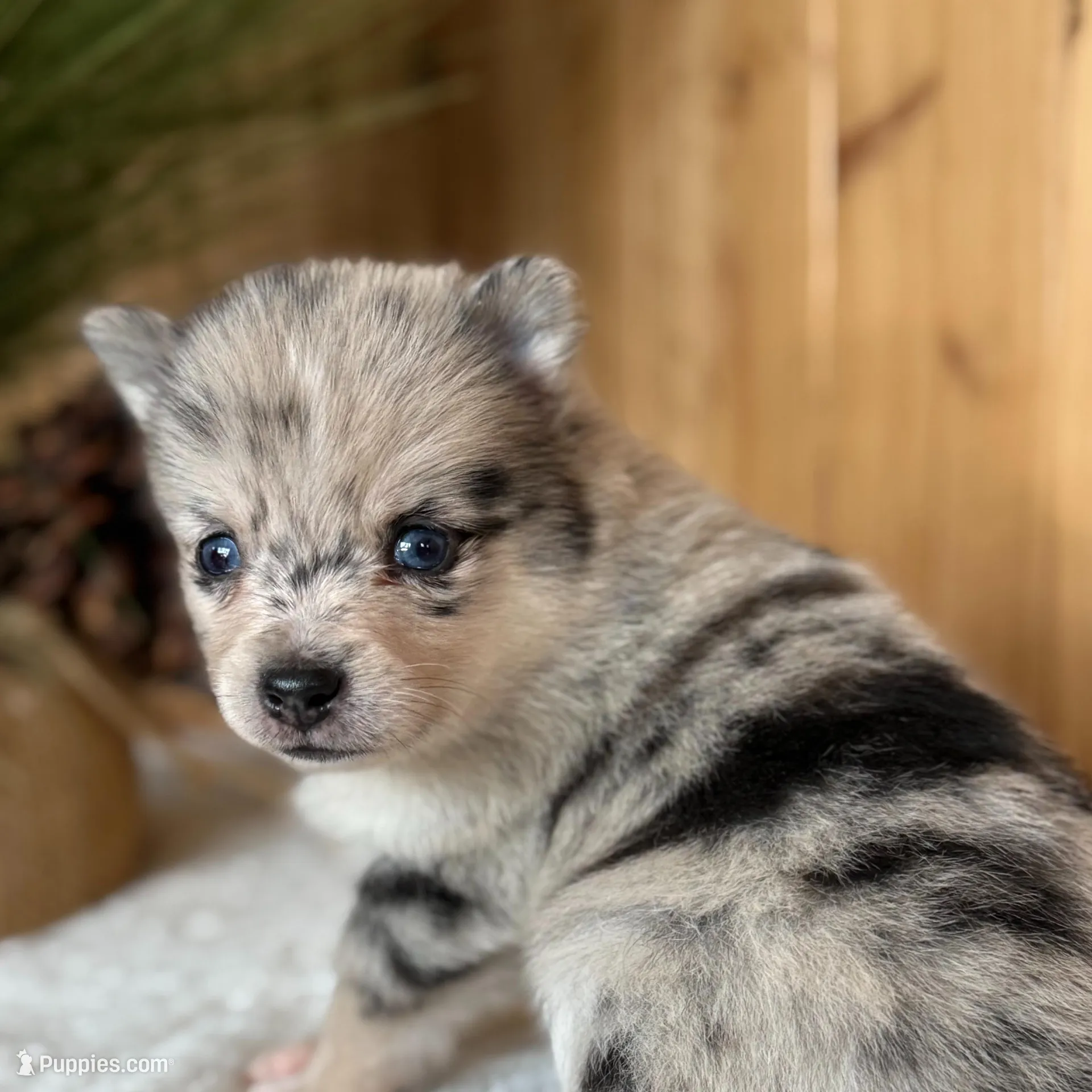Eclipse, a female Alaskan Klee Kai and Pomsky for sale in Staples, MN – Photo 2 of 6