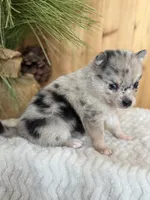 Eclipse, a female Alaskan Klee Kai and Pomsky for sale in Staples, MN – Photo 4 of 6