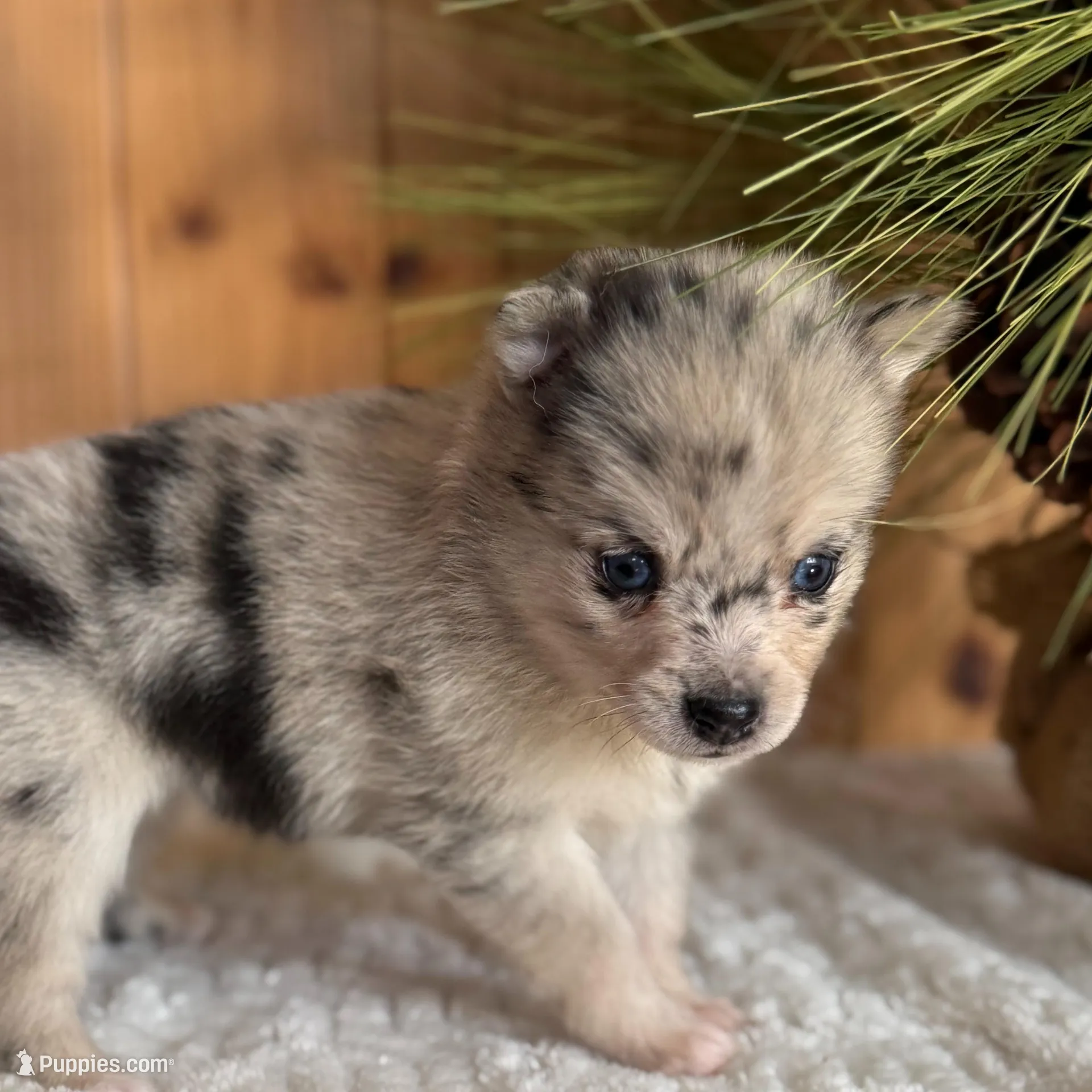 Eclipse, a female Alaskan Klee Kai and Pomsky for sale in Staples, MN – Photo 1 of 6