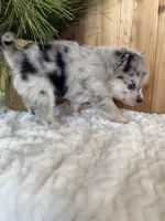 Eclipse, a female Alaskan Klee Kai and Pomsky for sale in Staples, MN – Photo 6 of 6