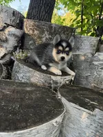 Razzle, a female Alaskan Klee Kai and Pomsky for sale in Staples, MN – 5 of 6