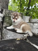 Chili, a male Pomsky for sale in Staples, MN – 3 of 5