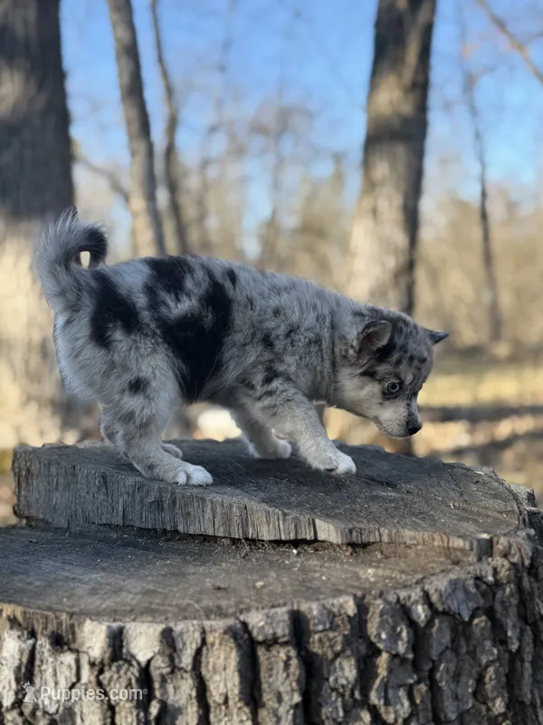 Comet – Alaskan Klee Kai, Pomsky puppy for sale in Staples, MN