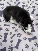 Yukon, a male Siberian Husky for sale in Staples, MN – 5 of 5