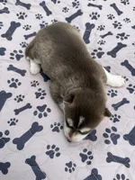 Timber, a male Siberian Husky for sale in Staples, MN – 2 of 5