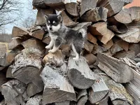Hermes, a male Alaskan Klee Kai and Pomsky for sale in Staples, MN – Photo 6 of 7