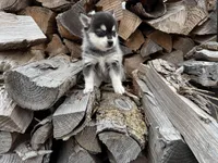 Hermes, a male Alaskan Klee Kai and Pomsky for sale in Staples, MN – Photo 1 of 7