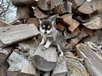 Hermes, a male Alaskan Klee Kai and Pomsky for sale in Staples, MN – Photo 3 of 7