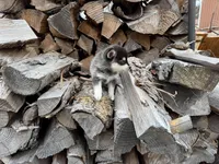 Hermes, a male Alaskan Klee Kai and Pomsky for sale in Staples, MN – Photo 7 of 7