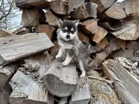 Hermes, a male Alaskan Klee Kai and Pomsky for sale in Staples, MN – Photo 2 of 7