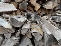 Hermes, a male Alaskan Klee Kai and Pomsky for sale in Staples, MN – Photo 4 of 7