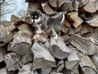 Hermes, a male Alaskan Klee Kai and Pomsky for sale in Staples, MN – Photo 5 of 7