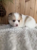 Patches, a male Pomsky for sale in Staples, MN – Photo 1 of 6