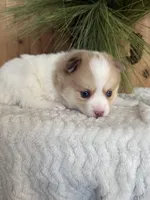 Patches, a male Pomsky for sale in Staples, MN – Photo 6 of 6