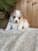 Patches, a male Pomsky for sale in Staples, MN – Photo 5 of 6