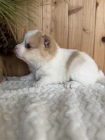 Patches, a male Pomsky for sale in Staples, MN – Photo 2 of 6