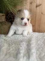 Patches, a male Pomsky for sale in Staples, MN – Photo 4 of 6
