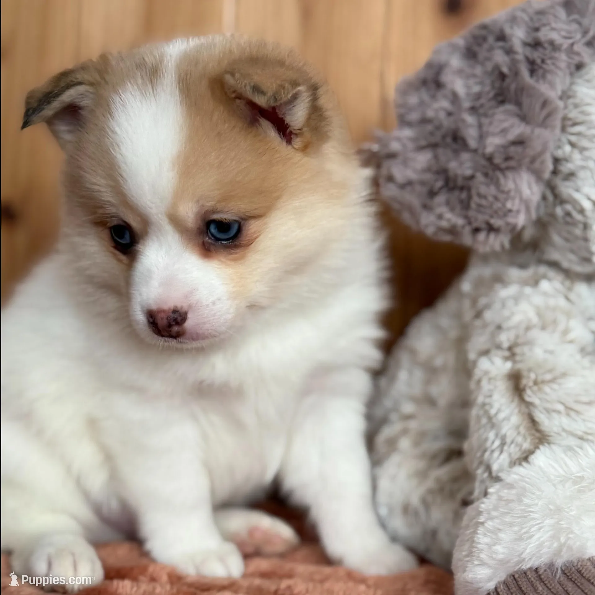 Patches – Pomsky puppy for sale in Staples, MN